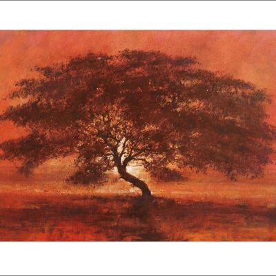 Jonathan Sanders (Desert Tree) , 60 x 80cm , 40961