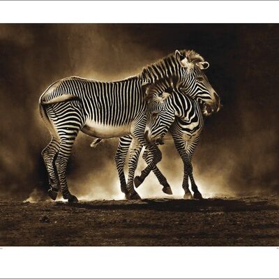 Marina Cano (Zebra Grevys) , 60 x 80cm , 40392