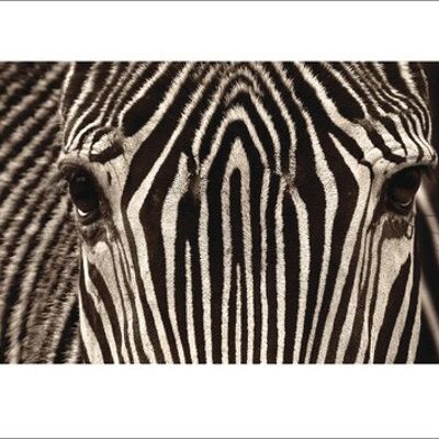 Marina Cano (Zebra Grevy) , 50 x 100cm , 40393