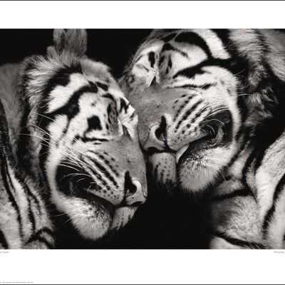 Marina Cano (Sleeping Tigers) , 40 x 50cm , 40448