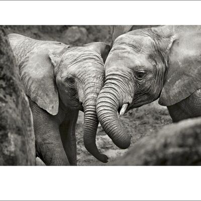 Marina Cano (Elephants in Love) , 60 x 80cm , 42597