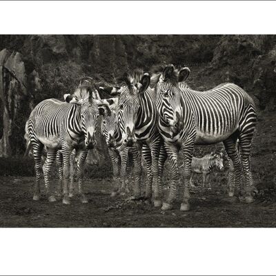 Marina Cano (Zebras) , 60 x 80cm , 42598
