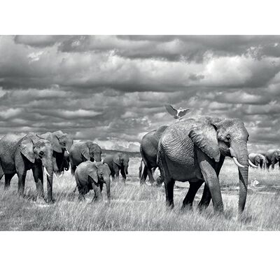 Marina Cano (Elephants of Kenya) , 60 x 80cm , PPR40424