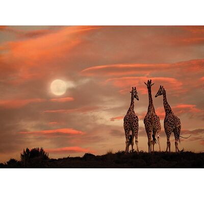 Marina Cano (Moonrise Giraffes) , 60 x 80cm , PPR40927