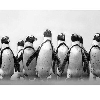 Marina Cano (Cape Town Penguins) , 30 x 60cm , PPR41630
