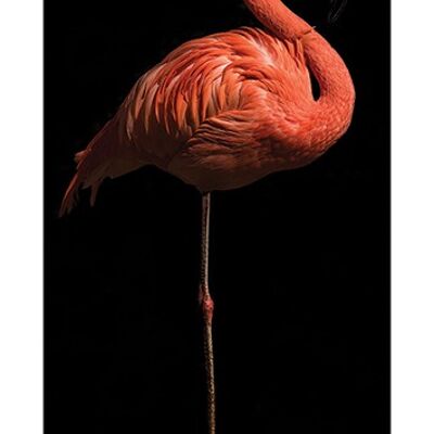 Marina Cano (Flamingo I) , 30 x 60cm , PPR41631