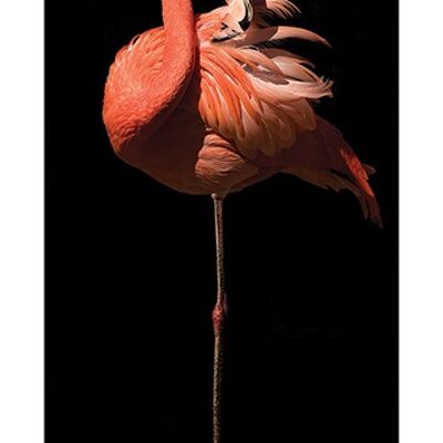Marina Cano (Flamingo II) , 30 x 60cm , PPR41632
