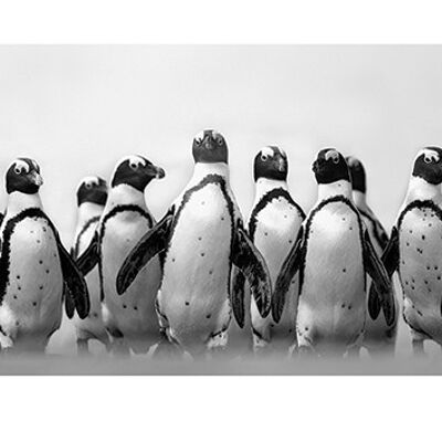 Marina Cano (Cape Town Penguins) , 50 x 100cm , PPR41205
