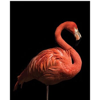 Marina Cano (Flamingo I) , 50 x 100cm , PPR41206