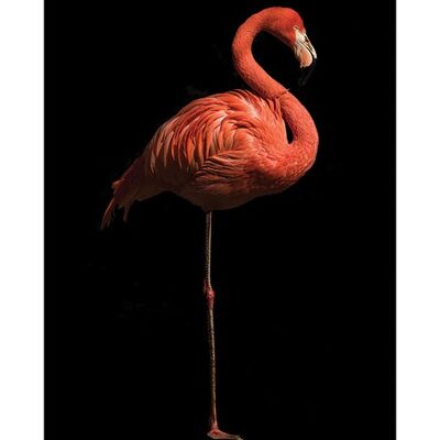 Marina Cano (Flamingo I) , 50 x 70cm , PPR47076