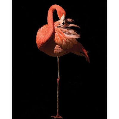 Marina Cano (Flamingo II) , 50 x 70cm , PPR47077