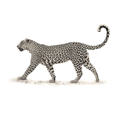 Mario Moreno (The Leopard) , 60 x 80cm , PPR40706