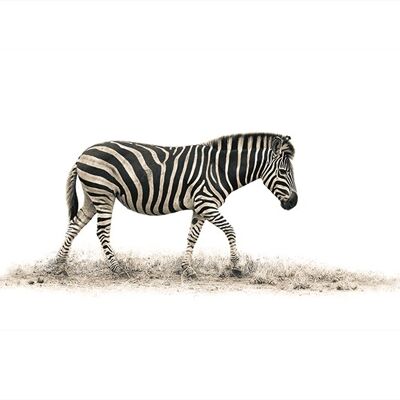 Mario Moreno (The Zebra) , 60 x 80cm , PPR40707