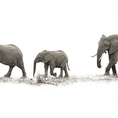 Mario Moreno (The Elephants) , 50 x 100cm , PPR41120