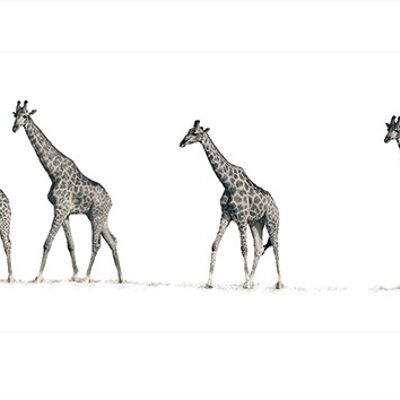 Mario Moreno (The Giraffes) , 50 x 100cm , PPR41121