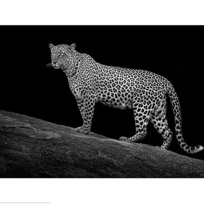 Mario Moreno (Serengeti Leopard) , 60 x 80cm , PPR51500