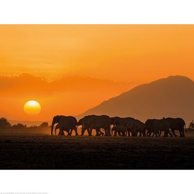Mario Moreno (Amboseli Sunset) , 60 x 80cm , PPR51502