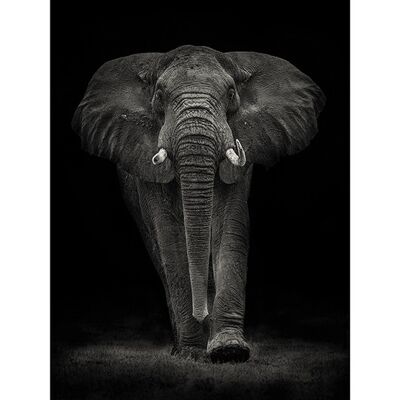 Mario Moreno (Ngorongoro Bull) , 60 x 80cm , PPR51506