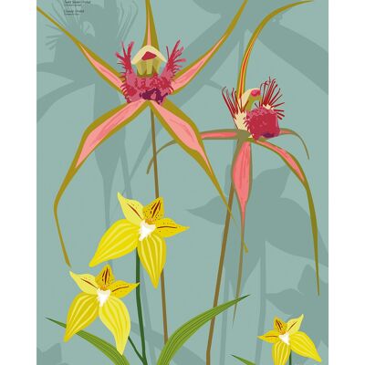 Mokoh (Spider Orchid) , 40 x 50cm , PPR43993