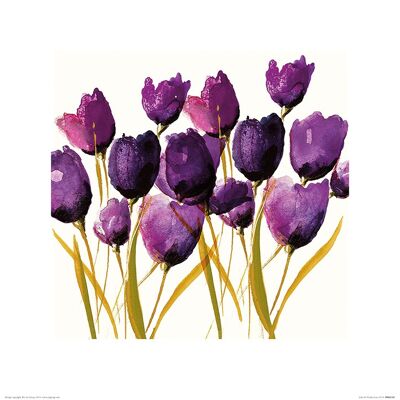 Nicola Evans (Tulips) , 40 x 40cm , PPR45385