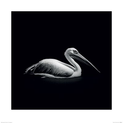 Nicolas Evariste (Pelecanus) , 60 x 60cm , PPR46150