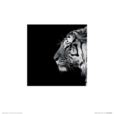 Nicolas Evariste (Panthera Tigris) , 30 x 30cm , PPR48449
