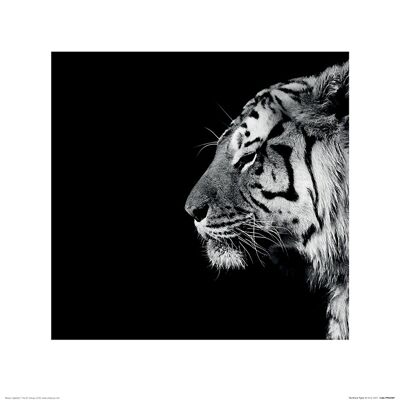 Nicolas Evariste (Panthera Tigris) , 40 x 40cm , PPR45987