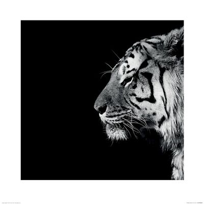 Nicolas Evariste (Panthera Tigris) , 60 x 60cm , PPR46369