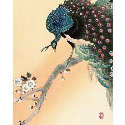 Ohara Koson (Peacock on a Cherry Blossom Tree) , 30 x 60cm , PPR41742