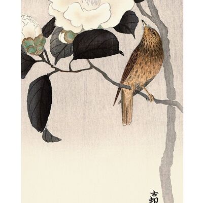 Ohara Koson (Songbird and Flowering Camellia) , 30 x 60cm , PPR41743