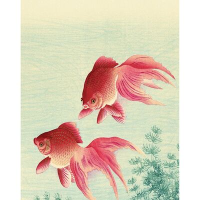 Ohara Koson (Two Veil Goldfish) , 30 x 60cm , PPR41747
