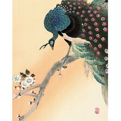 Ohara Koson (Peacock on a Cherry Blossom Tree) , 50 x 100cm , PPR41267