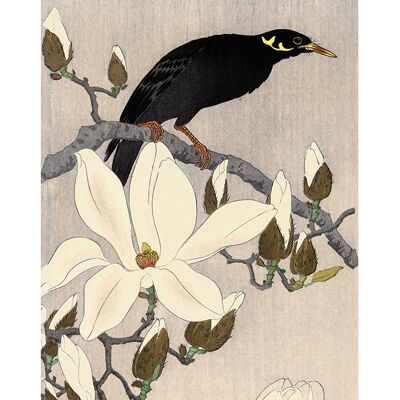 Ohara Koson (Myna on Magnolia Branch) , 50 x 100cm , PPR41269