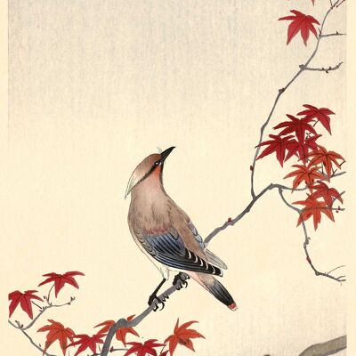 Ohara Koson (Japanese Waxwing on Maple) , 50 x 100cm , PPR41288