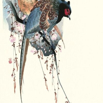Ohara koson (Pheasants) , 50 x 100cm , PPR41293