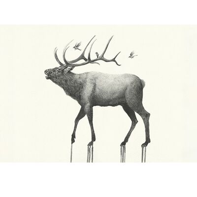 Oliver Flores (Calling Elk) , 60 x 80cm , PPR51007