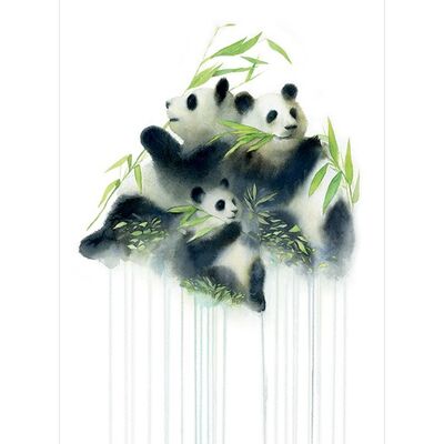 Oliver Flores (Pandas Bamboo) , 30 x 40cm , PPR44536