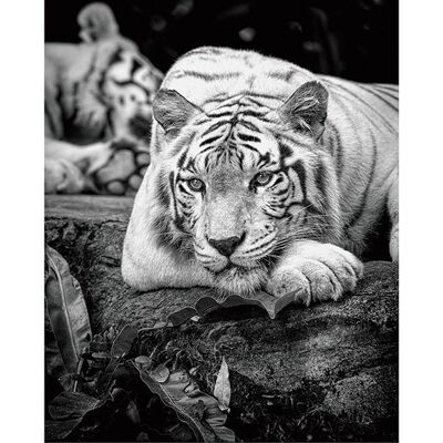 Pete Seaward (Tiger Stare) , 40 x 50cm , PPR43405