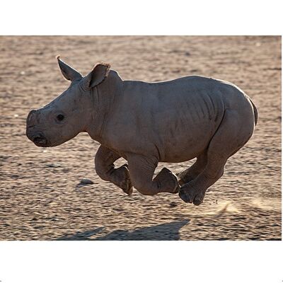 Pete Seaward (Rhino Run) , 40 x 50cm , PPR43406