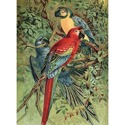 Piddix (Vintage Parrots) , 30 x 40cm , PPR44562