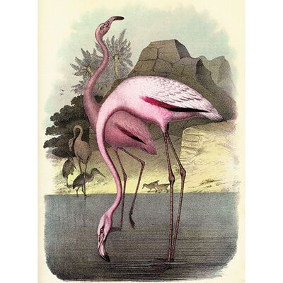 Piddix (Vintage Flamingos) , 30 x 40cm , PPR44568