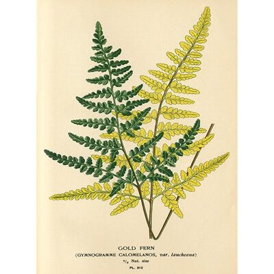 Piddix (Gold Fern) , 30 x 40cm , PPR44573