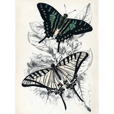 Piddix (Butterflies I) , 30 x 40cm , PPR44574