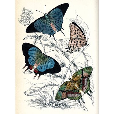 Piddix (Butterflies II) , 30 x 40cm , PPR44575