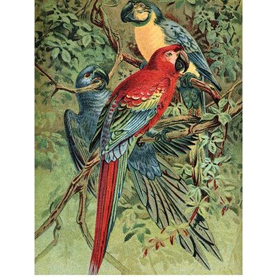 Piddix (Vintage Parrots) , 60 x 80cm , PPR51081