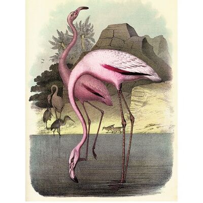 Piddix (Vintage Flamingos) , 60 x 80cm , PPR51087