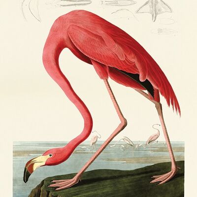 John James Audubon (American Flamingo) , 30 x 40cm , PPR44824