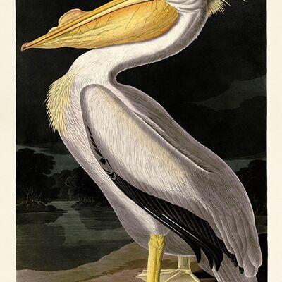 John James Audubon (American White Pelican) , 30 x 40cm , PPR44825