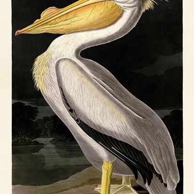 John James Audubon (American White Pelican) , 60 x 80cm , PPR51336