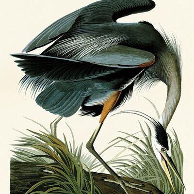 John James Audubon (Great Blue Heron) , 30 x 40cm , PPR44826